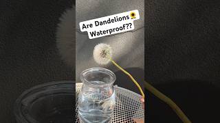 science Experiment 🧑‍🔬 dandelions waterproof watchtillend shorts experiment funlearning 4k [upl. by Ardnod]