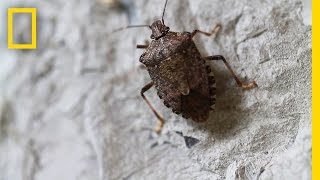 Fighting the Invasive Stinkbug  National Geographic [upl. by Placia]