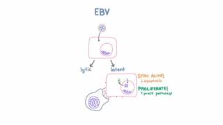 Epstein Barr Virus EBV and Cancer [upl. by Aseefan]