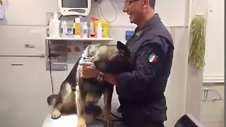 Even the Police dogs turn small at the vet🤣 Funny Pet Video [upl. by Ecnarrot108]