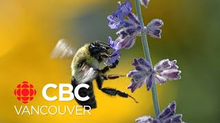 Nonnative bees swarm Lower Mainland UBC survey finds [upl. by Vitia]