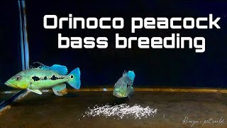 Orinoco peacock bass breeding [upl. by Gifferd]