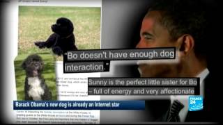 Obamas new dog Sunny already an Internet star [upl. by Llennoj]