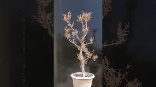 Callistemon Bonsai Progress shortsbonsai [upl. by Yenahc]