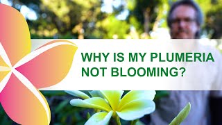 Why isnt my plumeria blooming [upl. by Zehcnas406]