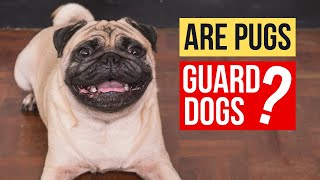 Are Pugs Good Guard Dogs or Too Friendly [upl. by Gylys]