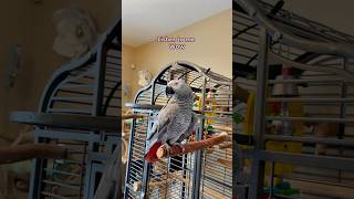 Guess who got squawkblocked for mimicking the parrot funnyparrot bird talkingparrot parrot [upl. by Ahseuqram]