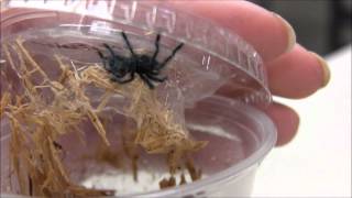 Antilles Pink Toe Spiderlings [upl. by Nwahsit106]