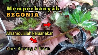 PERBANYAKAN BUATAN TANAMAN BEGONIA DENGAN STEK BATANG DAN DAUN [upl. by Dimitri]