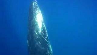 humpback whales filmed up close and underwater in Bermuda [upl. by Graf]