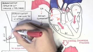 Cardiology  Relationship of conduction system ventricular contraction and ECG [upl. by Ardek]