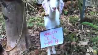 One Life To Live  Goats Screaming Like Humans For The Return of Your Favorite Soap Opera [upl. by Nwahshar]