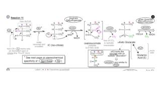 Respiration TCA Cycle [upl. by Eyahc]