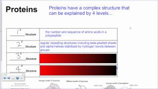 Protein Structure HL IB Biology [upl. by Adnana]