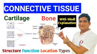 Connective Tissue  Cartilage  Bone Structure Function Location Types हिंदी Explanation के साथ [upl. by Razal]