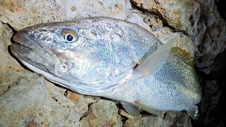 The Joys And Challenges Of Rock Fishing A MustWatch Adventure [upl. by Pendergast]