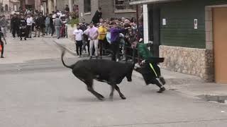 CIGALES VALLADOLID VII TORO DEL CLARETE Y SUELTA DE DOS VACAS 22 9 2024 [upl. by Drahsar280]