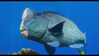 humphead parrotfish sounds [upl. by Eimmelc947]