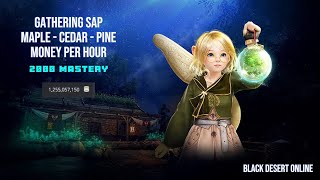 BDO Gathering Sap  Maple  Cedar  Pine  2000 Mastery  Money Per Hour  2024 [upl. by Zeralda]