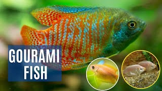 12 Most Beautiful Gourami Fish  Popular amp Beautiful Types of Gourami  Aquariums Now [upl. by Llertak]