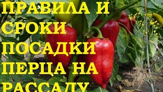 Рассада перца Правила и сроки посадки [upl. by Mcgregor]