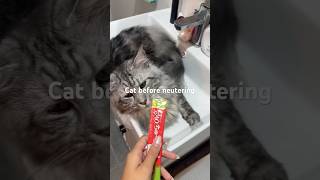 Male cat reaction after being neutered 🥲 cat catlover pets petslover catcontent shorts [upl. by Pelpel]