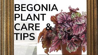 BEGONIA PLANT CARE How to Grow and Propagate Begonia Cuttings  Garden  Begonia Plants Care amp Tips [upl. by Mariejeanne]