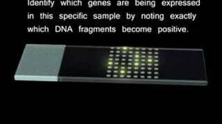 Microarrays [upl. by Fredella]