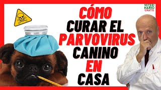 🔴 Como CURAR a un PERRO de PARVOVIRUS CANINO en Casa❣️TRATAMIENTO CON REMEDIOS CASEROS y MEDICAMENTO [upl. by Duntson714]