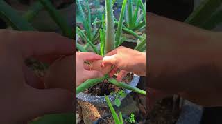 Aloe vera care tips Easy and doesnt take much time shorts [upl. by Nohsyar]