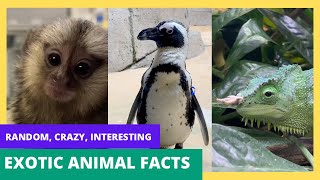 Random CRAZY Interesting Exotic Animal Facts Compilation By a Veterinarian [upl. by Enileuqkcaj177]