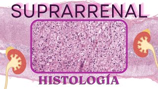 Histología de la Suprarrenal [upl. by Sadella]