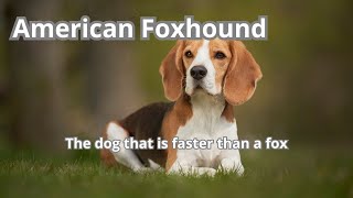 Meet the American Foxhound the dog that is faster than a fox [upl. by Erda443]