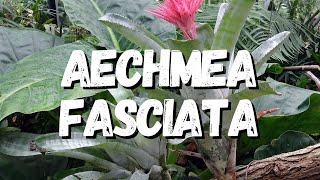 Aechmea Fasciata Tudo Sobre Essa Bromélia [upl. by Sontag442]