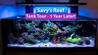 Savys Reef Tank Tour 1 year later [upl. by Ilka]