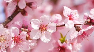 Beautiful Relaxing Piano Music for Sleeping Stress Relief amp Meditation 🌸 featuring Spring Blossoms [upl. by Adien]