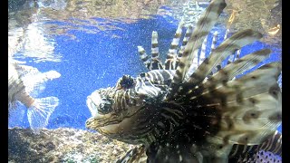 AQUARIUM DE CANET EN ROUSSILLON [upl. by Akimahs]