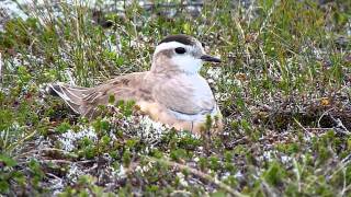 Mornellweibchen mit Küken  Female Dotterel with chick  Guignard femelle avec poussin II  0013 [upl. by Otokam]