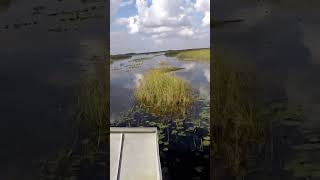 Everglades Airboats Everglades National Park [upl. by Cordelie31]