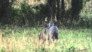 8 Point Buck  Breeding Rut East Texas Montgomery County 2010 Whitetail Deer [upl. by Akisey]