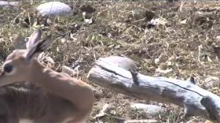 DENVER ZOO CELEBRATES FIRST EVER GERENUK BIRTH [upl. by Alyhs]