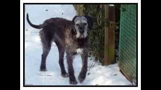 Irischer Wolfshund  Deutsche Dogge [upl. by Jordan]