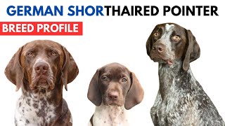 German Shorthaired Pointer Breed Profile History  Price  Traits  German Shorthaired Pointer [upl. by Coppinger429]