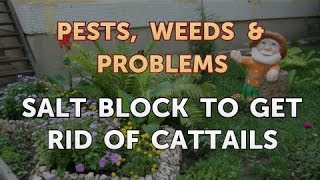 Salt Block to Get Rid of Cattails [upl. by Namia]