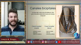 Fosa del codo Teórico sobre conceptos básicos y generales [upl. by Elianore474]