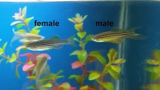 How to breed zebra danios guide easy and simple way to breed zebra fish [upl. by Reider]