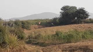 The Deer 🦌 at Chandraprabha wildlife Sanctuary [upl. by Mcferren]