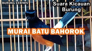 SUARA KICAUAN BURUNG MURAI BATU SUMATRA BAHOROK GACOR COCOK BUAT MASTERAN [upl. by Truscott252]