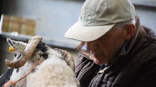 Farming life S2E3 preparing swaledale sheep 🐑 [upl. by Malory489]