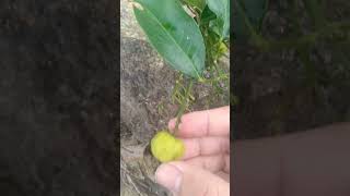 Picking Gin Berry blossom2grow plants garden [upl. by Ezeerb]